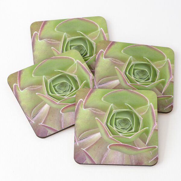 Item preview, Aeonium Arboreum - A Striking Succulent designed and sold by imaginethis.