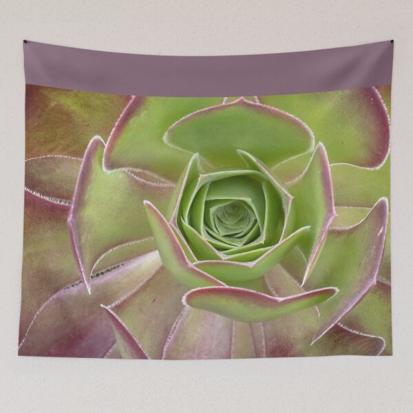 Item preview, Aeonium Arboreum - A Striking Succulent designed and sold by imaginethis.