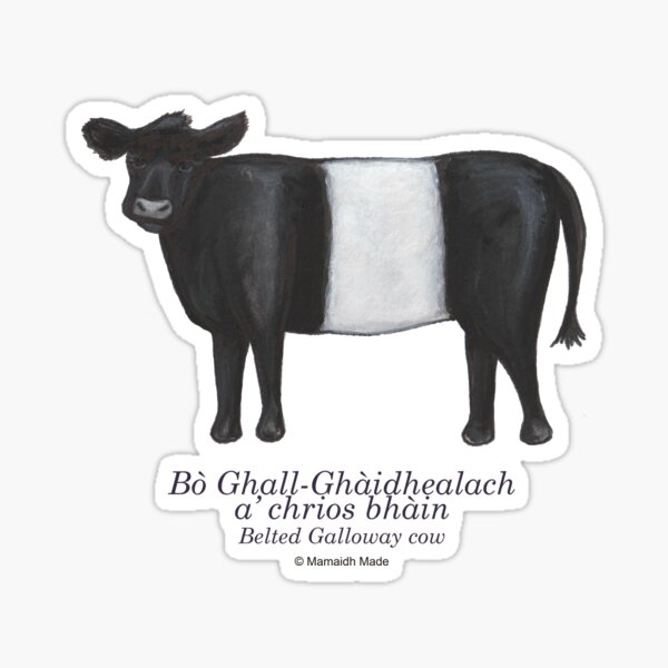 Item preview, Belted Galloway cow / Bò Ghall-Ghàidhealach a' chrios bhàin (Scottish Gaelic)  designed and sold by Mamaidh Made.