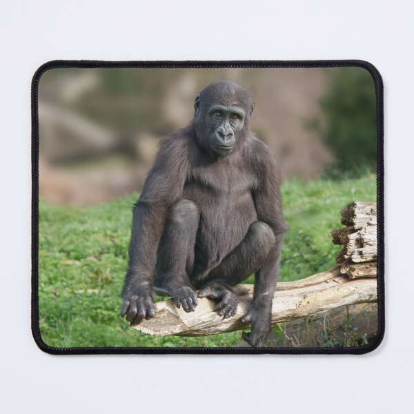 Item preview, Basoko the Young Gorilla Sitting on a Log designed and sold by rawshutterbug.