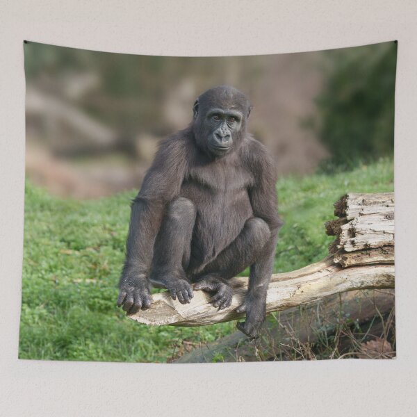 Item preview, Basoko the Young Gorilla Sitting on a Log designed and sold by rawshutterbug.