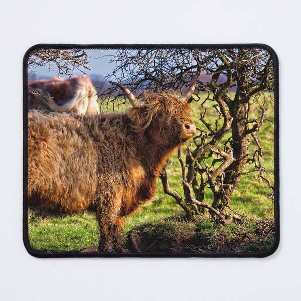 Item preview, Colourful Highland Cow against a gnarled Hawthorne Tree designed and sold by Violaman.