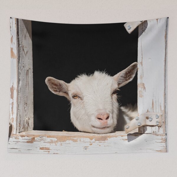 Item preview, Goat in a Window designed and sold by OryPhotography.
