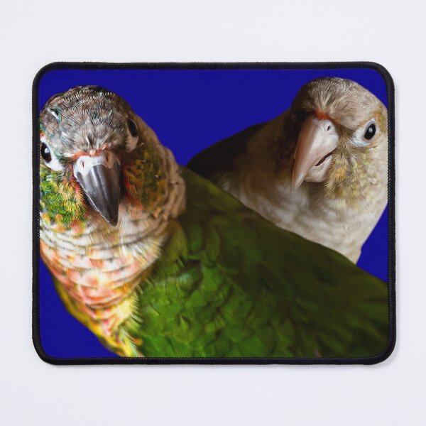 Item preview, Green Cheek Conures designed and sold by OryPhotography.