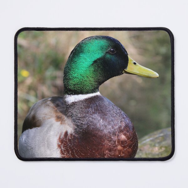 Item preview, Mallard duck designed and sold by pinkal.
