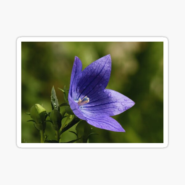 Rain Drenched Balloon Flower Sticker