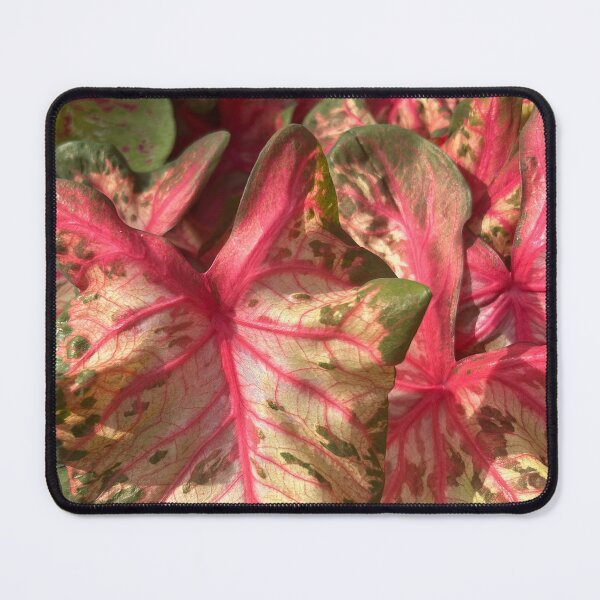 Item preview, Plant designed and sold by Lauracolleen3.