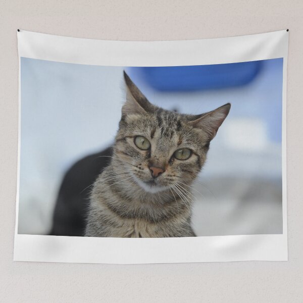 Item preview, Curious Tabby in Focus designed and sold by CamTechMar.