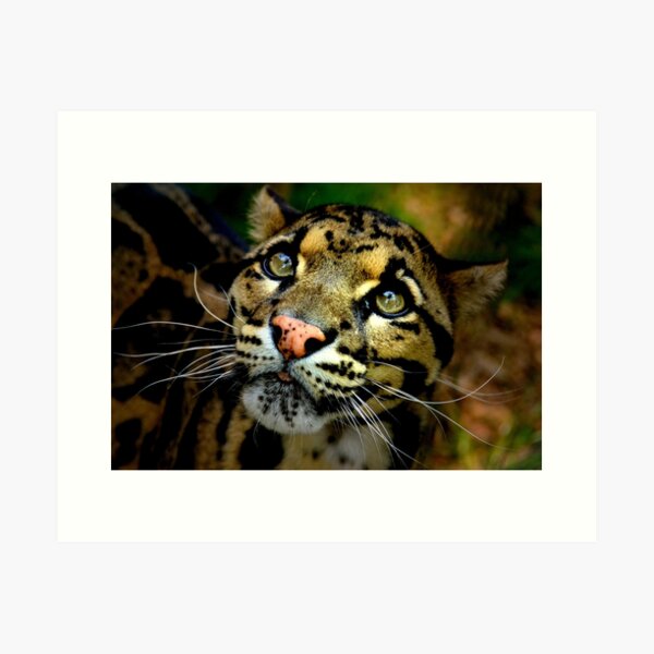 Item preview, ~Clouded Leopard~ designed and sold by a~m ..