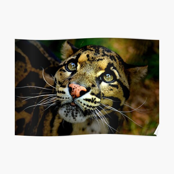 ~Clouded Leopard~ Poster