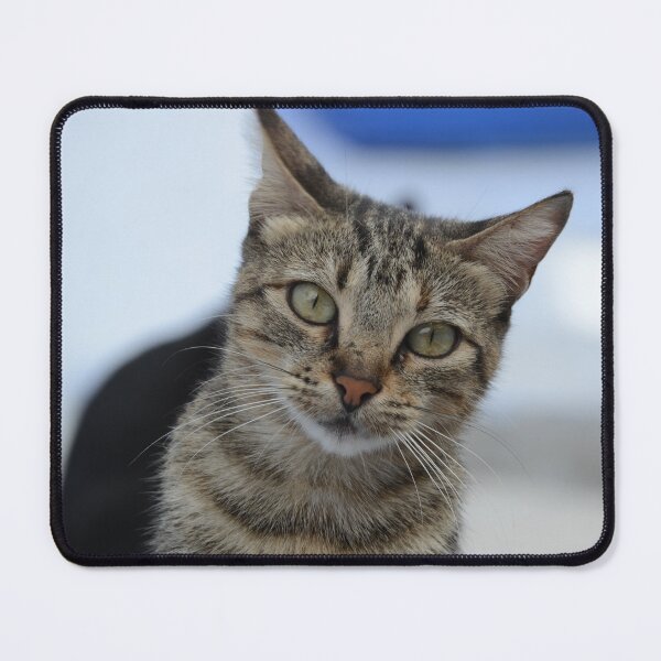 Item preview, Curious Tabby in Focus designed and sold by CamTechMar.