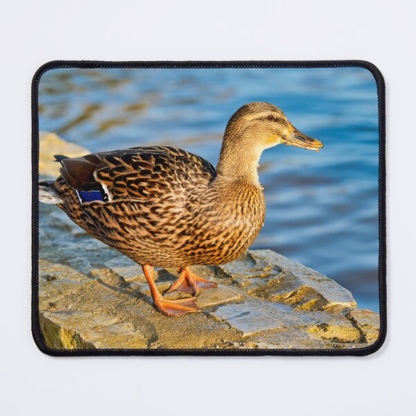 Item preview, Female Mallard Duck in Autumn Light designed and sold by Dorset Girl.