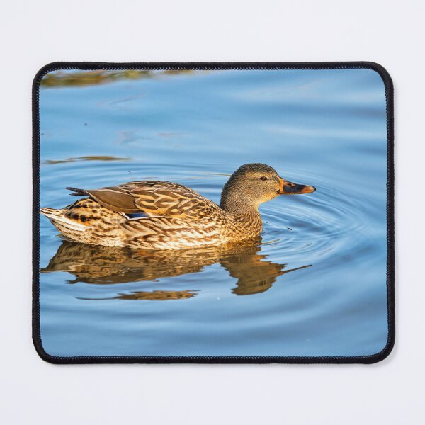 Item preview, Female Mallard Duck in Autumn Light designed and sold by Dorset Girl.