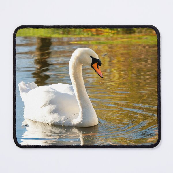 Item preview, Mute Swan in Autumn Light at Chard Somerset designed and sold by Dorset Girl.