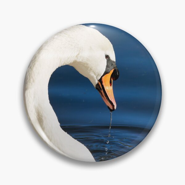 Item preview, Close-up of a mute swan with water reflections in soft late autumn light designed and sold by Dorset Girl.