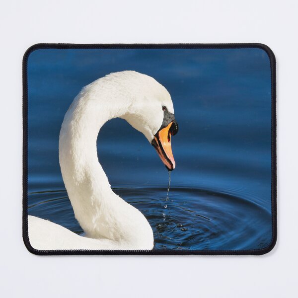 Item preview, Close-up of a mute swan with water reflections in soft late autumn light designed and sold by Dorset Girl.