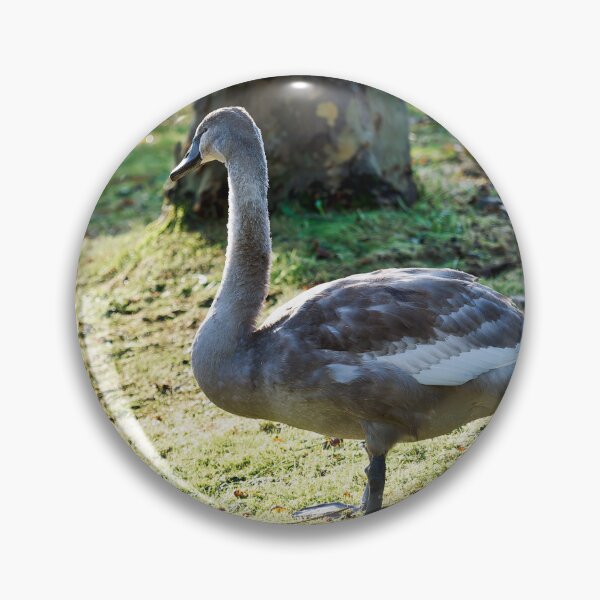 Item preview, Mute Swan Cygnet on Dewy Grass in Autumn Light designed and sold by Dorset Girl.