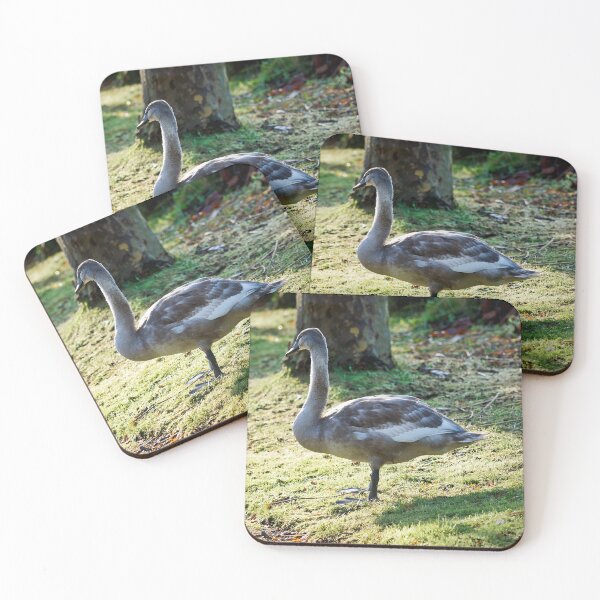 Item preview, Mute Swan Cygnet on Dewy Grass in Autumn Light designed and sold by Dorset Girl.