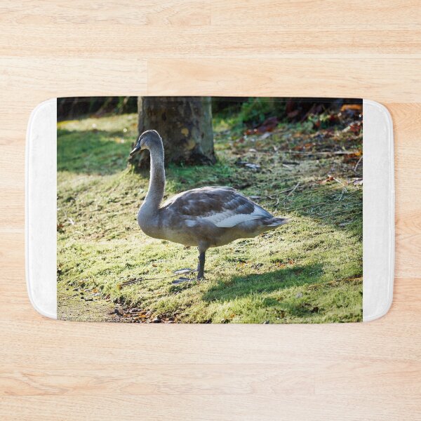 Item preview, Mute Swan Cygnet on Dewy Grass in Autumn Light designed and sold by Dorset Girl.
