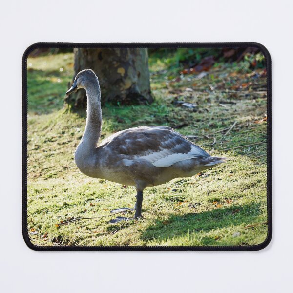 Item preview, Mute Swan Cygnet on Dewy Grass in Autumn Light designed and sold by Dorset Girl.