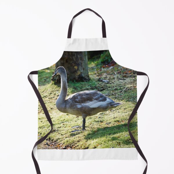 Item preview, Mute Swan Cygnet on Dewy Grass in Autumn Light designed and sold by Dorset Girl.