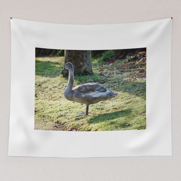 Item preview, Mute Swan Cygnet on Dewy Grass in Autumn Light designed and sold by Dorset Girl.
