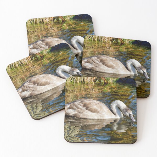 Item preview, Mute Swan Cygnet in Soft Autumn Light designed and sold by Dorset Girl.