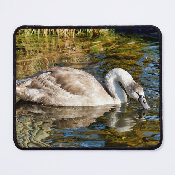 Item preview, Mute Swan Cygnet in Soft Autumn Light designed and sold by Dorset Girl.