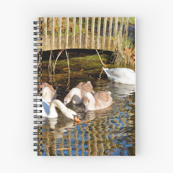 Item preview, Mute Swans and Cygnets in Soft Autumn Light designed and sold by Dorset Girl.
