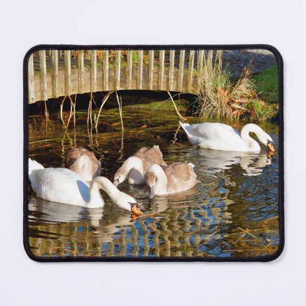 Item preview, Mute Swans and Cygnets in Soft Autumn Light designed and sold by Dorset Girl.