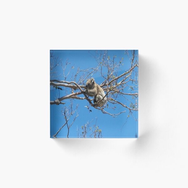 Koala Acrylic Block