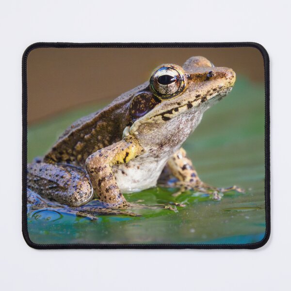 Item preview, Australian Wood Frog designed and sold by PhotosbySandyS.