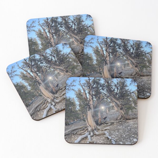 Item preview, Ancient Bristol Cone Pines designed and sold by Nick Fox.