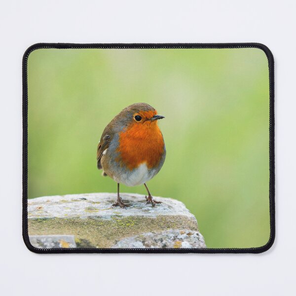 Item preview, English Robin Erithacus rubecula designed and sold by Dorset Girl.