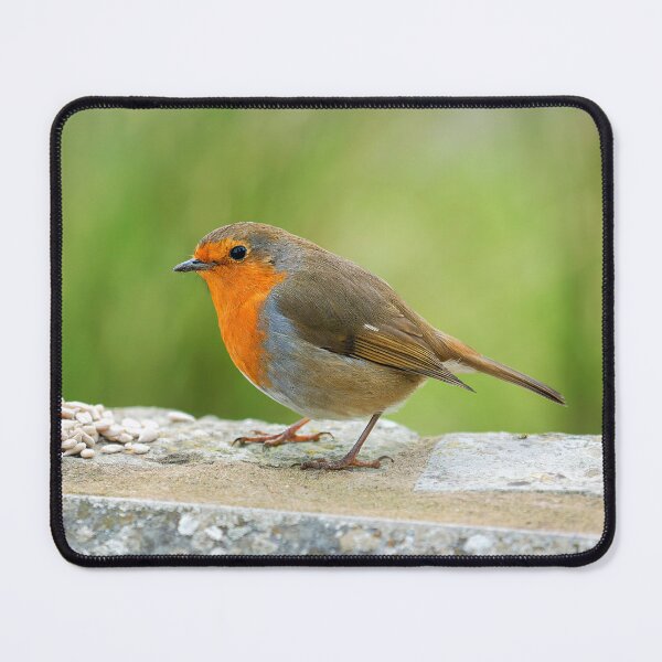 Item preview, English Robin Erithacus rubecula designed and sold by Dorset Girl.