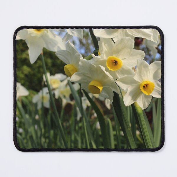 Item preview, Narcissus tazetta designed and sold by pinkal.