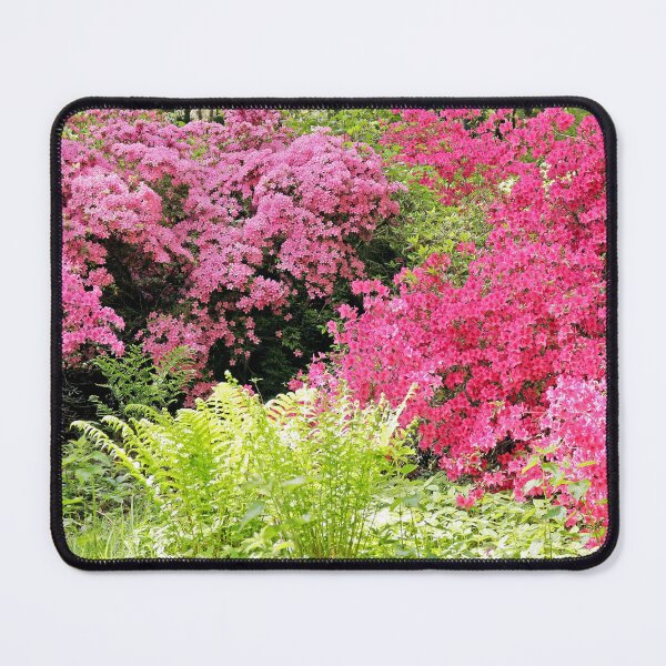 Item preview, Pink azaleas in bloom designed and sold by pinkal.