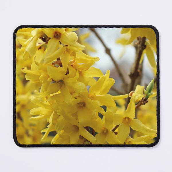 Item preview, Forsythia Flowers designed and sold by pinkal.