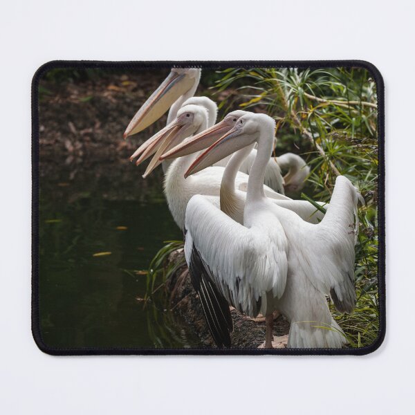 Item preview, Pelicans designed and sold by PineSunStudio.