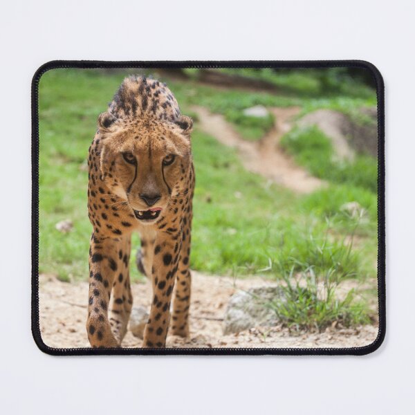 Item preview, Cheetah designed and sold by PineSunStudio.