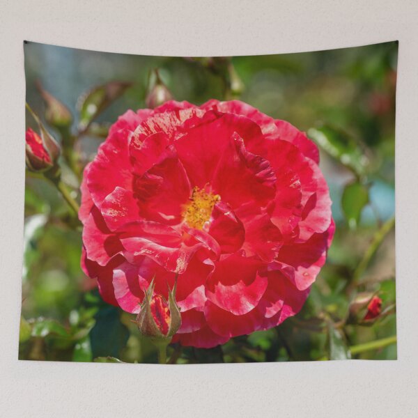 Item preview, Red Rose in Full Bloom designed and sold by SafariByMarisa.