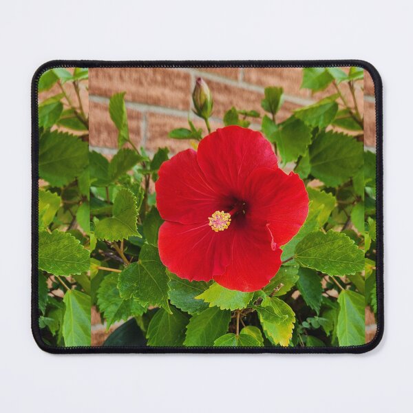 Item preview, Red Hibiscus  designed and sold by TSinclairArt.