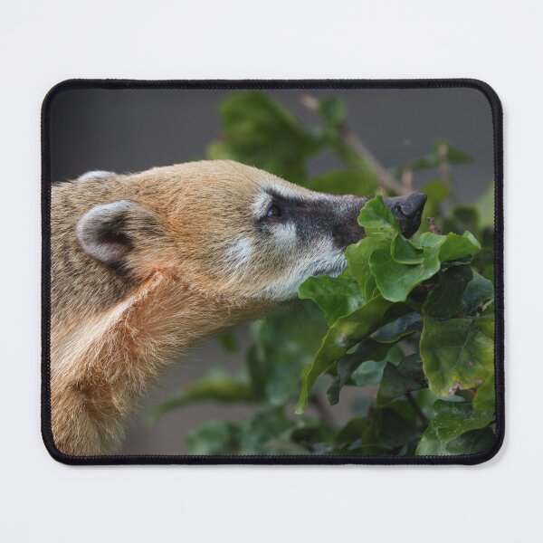 Item preview, Curious Coati  designed and sold by rawshutterbug.