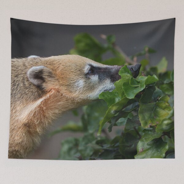 Item preview, Curious Coati  designed and sold by rawshutterbug.