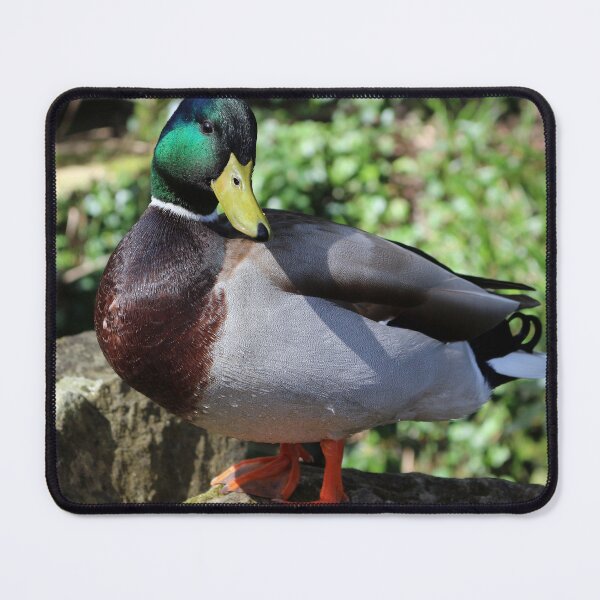 Item preview, Male Mallard Duck designed and sold by pinkal.