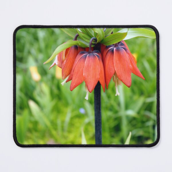 Item preview, Red imperial fritillary designed and sold by pinkal.