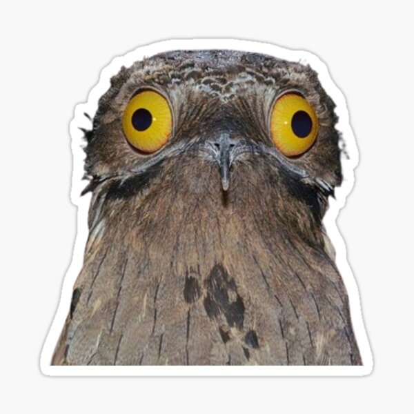 Vista previa del artículo con la obra «Pájaro Potoo», diseñado y vendido por CrushArt1.