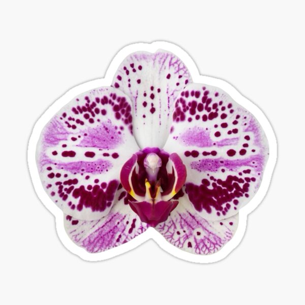 Item preview, purple orchid flower designed and sold by kattcherry.