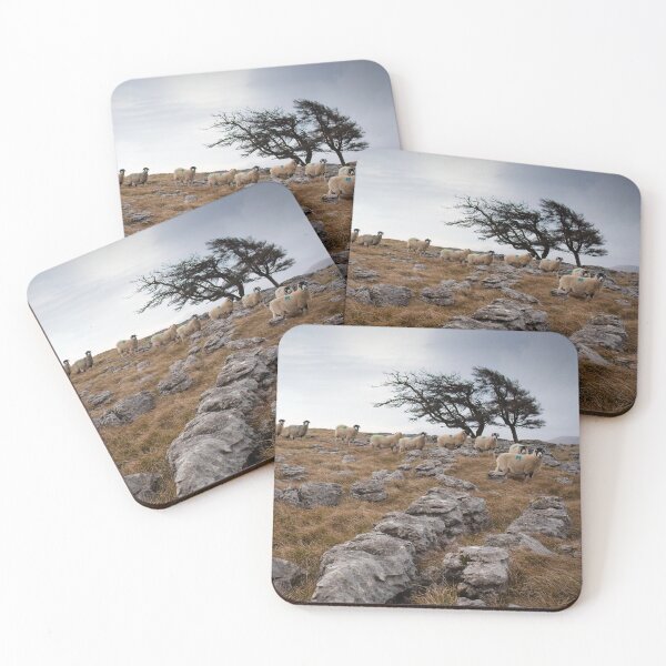 Item preview, Swaledale sheep on Orton Scar designed and sold by RedGrouse.