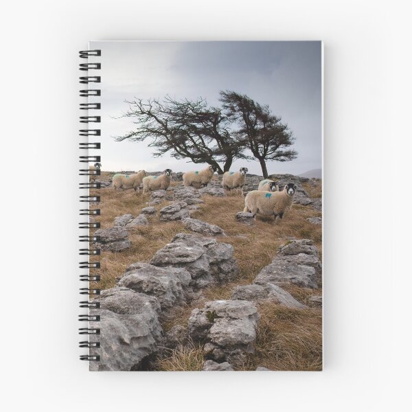 Item preview, Swaledale sheep on Orton Scar designed and sold by RedGrouse.